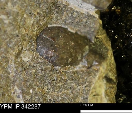undet. Scaphitidae