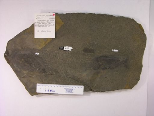 Semionotidae