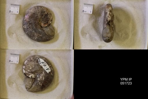 Hoploscaphites nicolletii