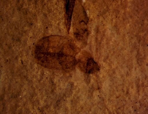 undet. Coleoptera