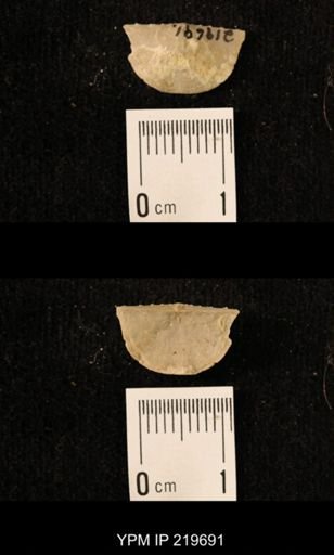 Chonetes granulifer