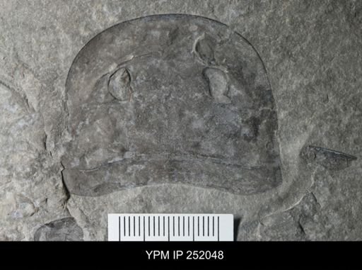 Eurypterus sp.