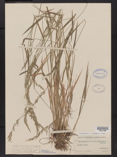 Sphenopholis intermedia