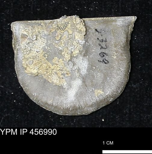 Stropheodonta sp.