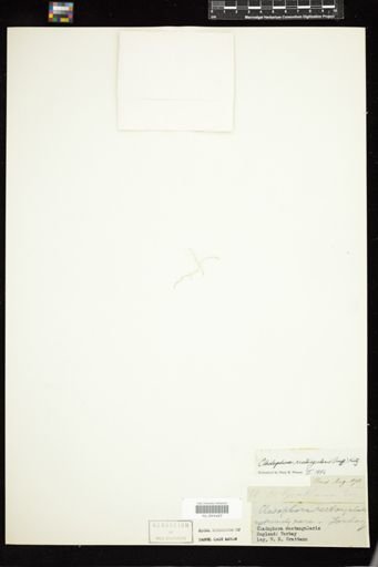 Cladophora rectangularis