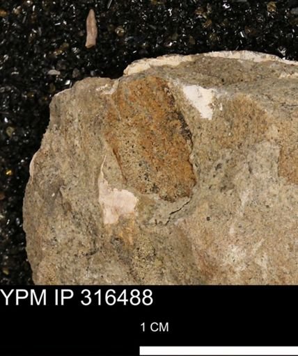 undet. Mollusca