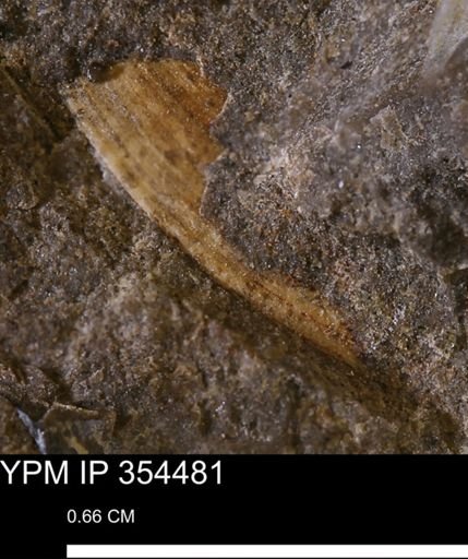undet. Mollusca