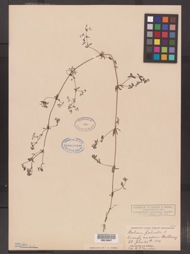 Galium palustre