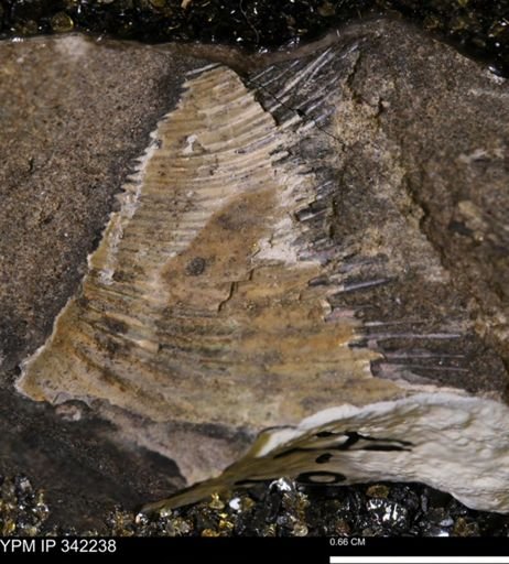 undet. Scaphitidae