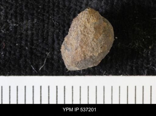 Viviparus montanaensis