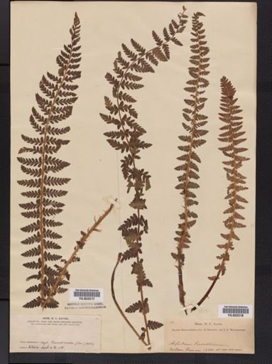 Polystichum