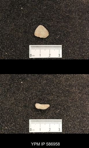 Rhynchotrema capax