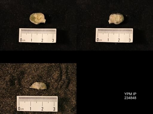 Marginifera wabashensis var. armata