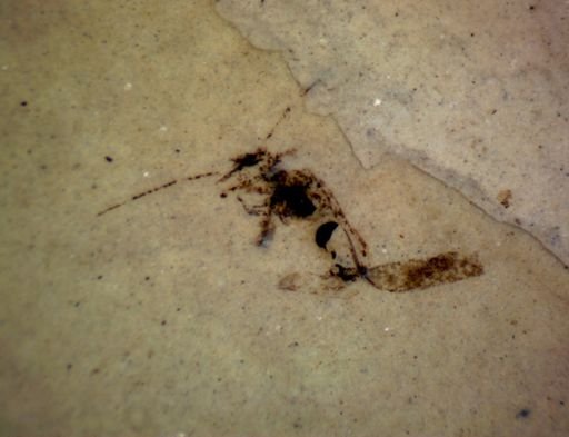 undet. Pterygota