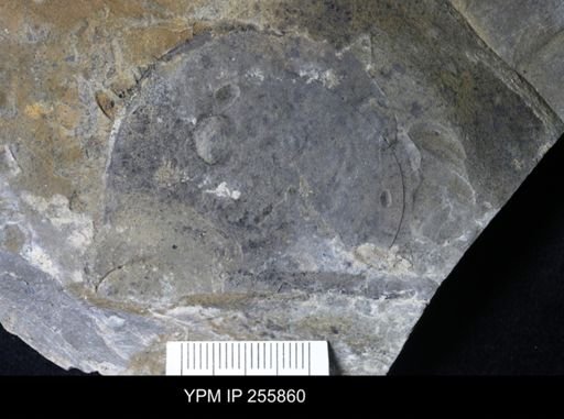 Eurypterus sp.