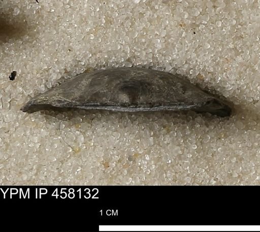 Pholidostrophia iowaensis