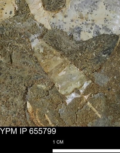 Sphenodiscus sp.