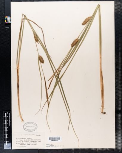 Carex rostrata