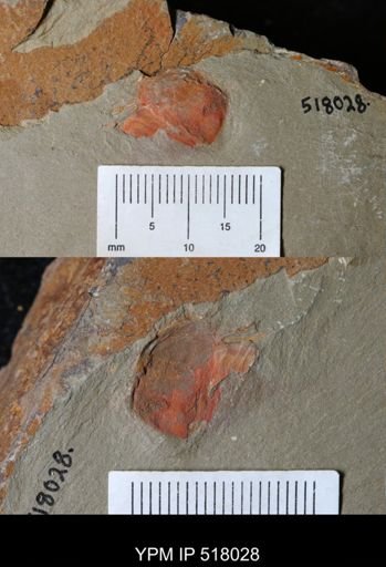 undet. Xiphosurida