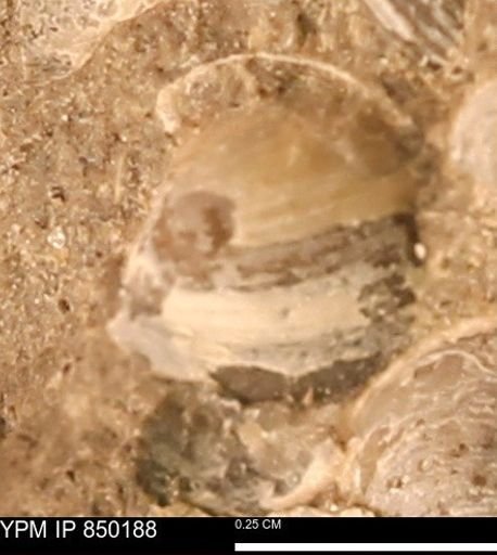 Scaphitidae