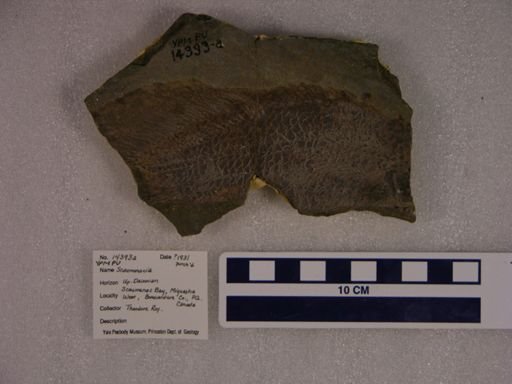 Scaumenacia sp.