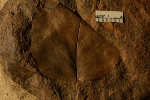 Populites elegans