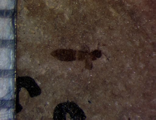 undet. Staphylinidae