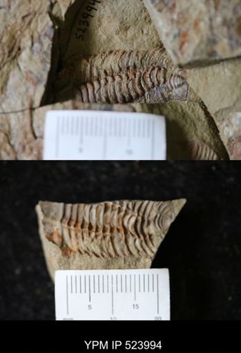 undet. Phacopida