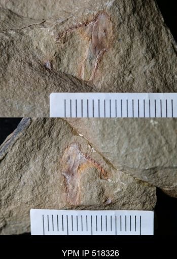 Marrellomorpha