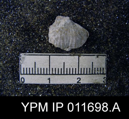 Marginifera manzanica