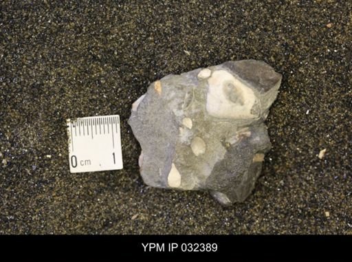 Scaphitidae