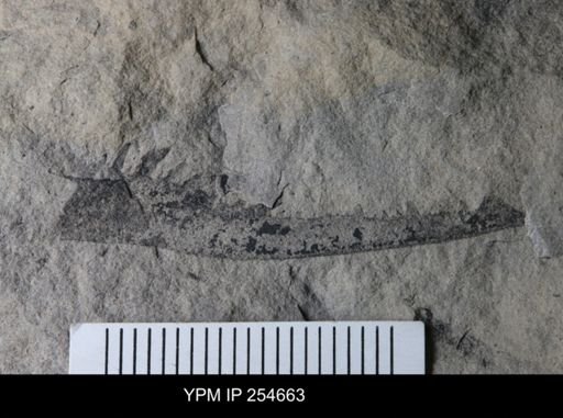 Pterygotidae