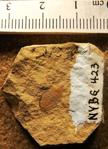 Eucommia montana