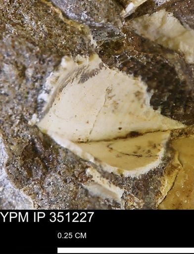 undet. Bivalvia