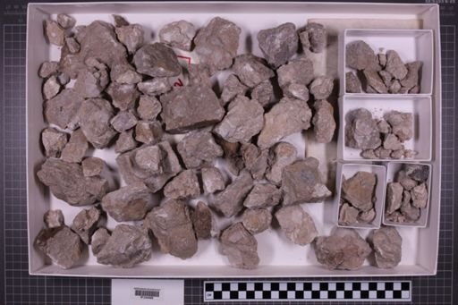 mixed taxa, stratigraphic collection