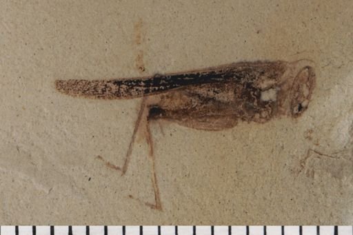 Tetrigidae