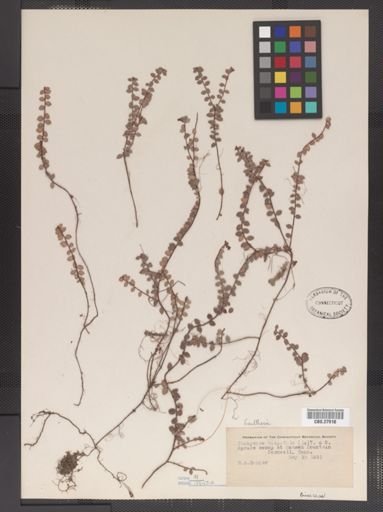 Gaultheria hispidula