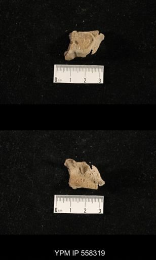 Paucispinifera quadrata