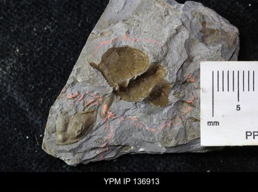 Ctenocephalus maltheus