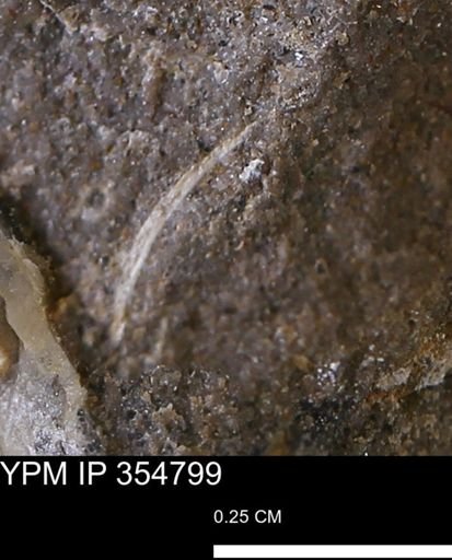 undet. Bivalvia