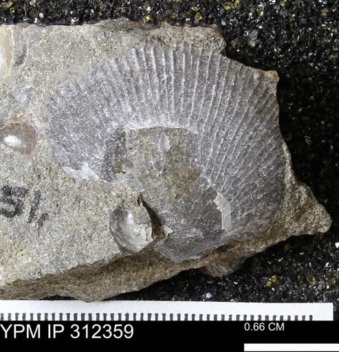 Oxytoma (Hypoxytoma) nebrascana