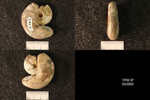 Hoploscaphites nicolletii