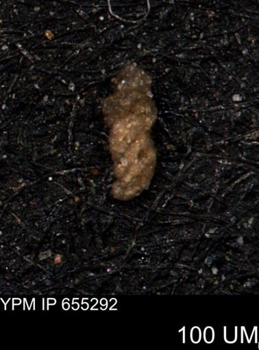 Ammobaculites obliquus