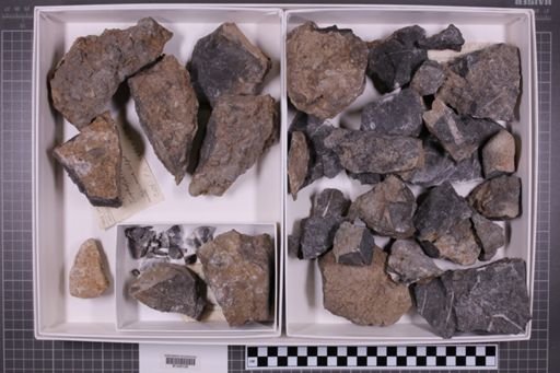 mixed taxa, stratigraphic collection