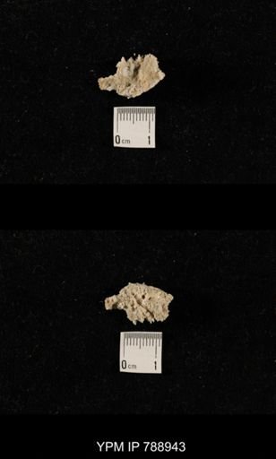 taxon undetermined
