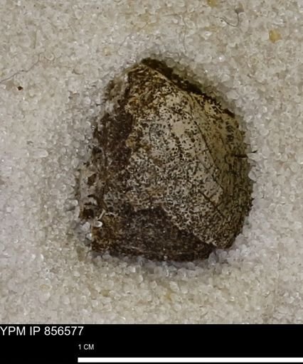 Limopsis striatopunctatus