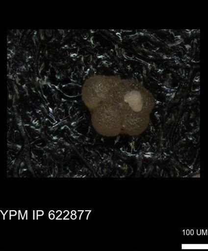 undet. Globorotaliidae