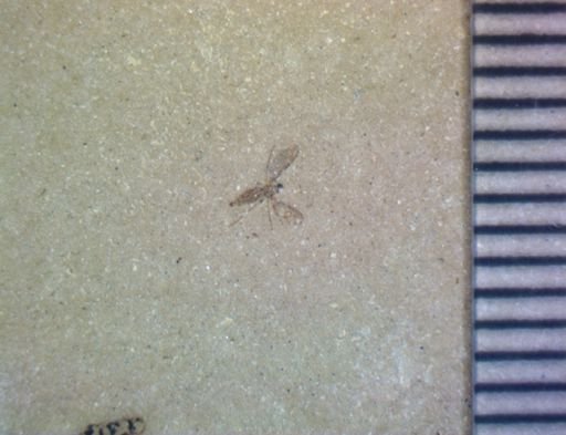 undet. Diptera