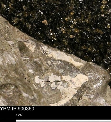 Anomia gryphorhyncha