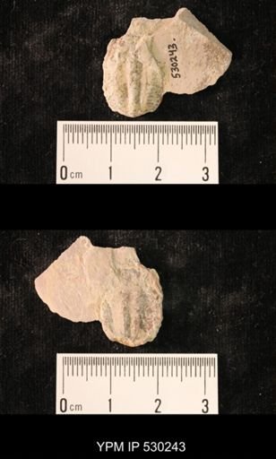 Elrathia kingi